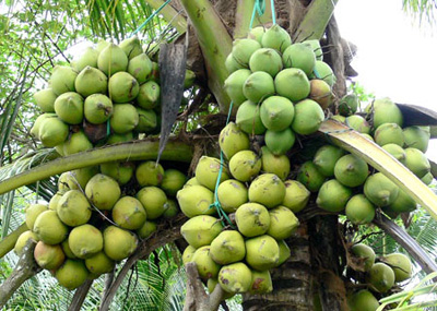4e édition du festival de la noix de coco à Ben Tre en 2015
